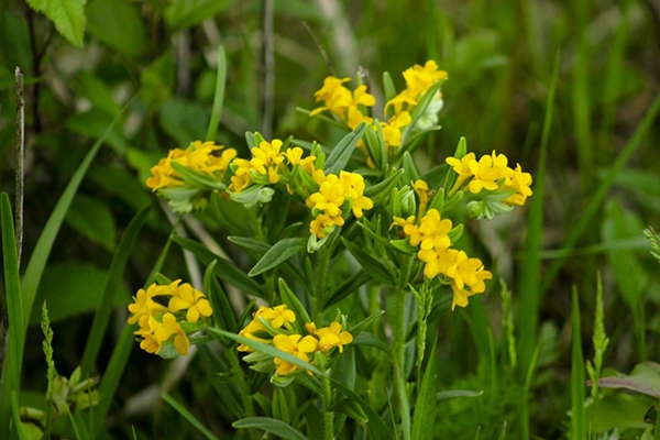 American gromwell (Lithospermum latifolium) flowers