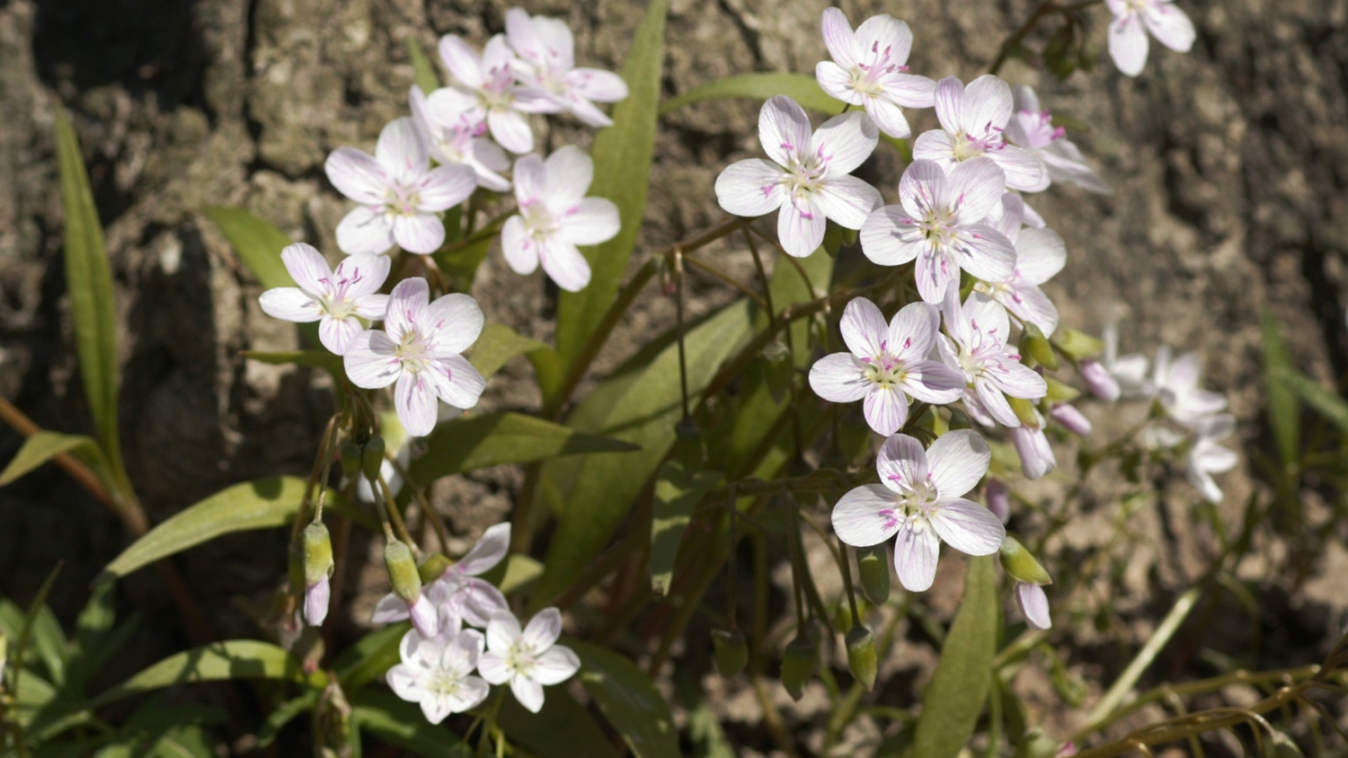 spring beauty