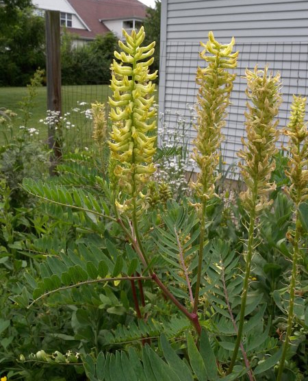 Canada milk vetch (Astragalus canadensis) flowers