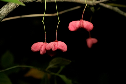 wahoo (Euonymus atropurpureus)