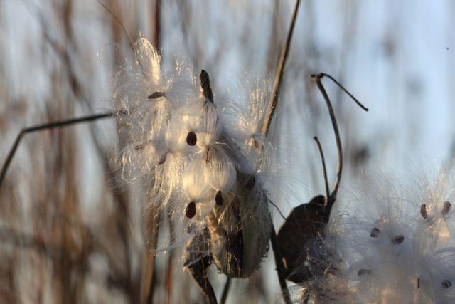 milkweed pod and seeds (Asclepias sp.)