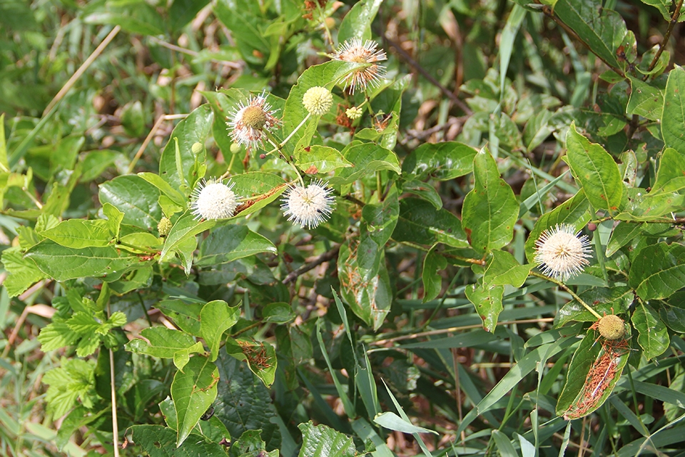 buttonbush (Cephalanthus occidentalis) flower