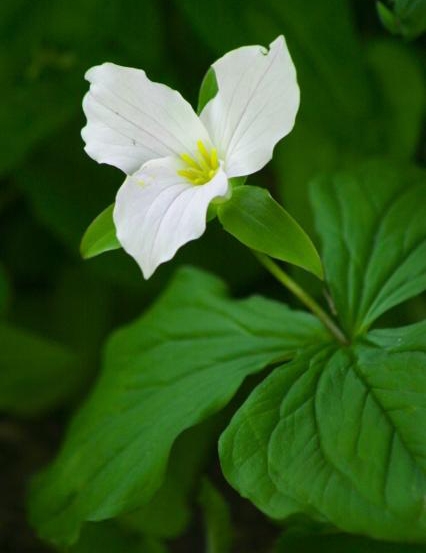 large white trillium (Trillium grandiflorum) flower