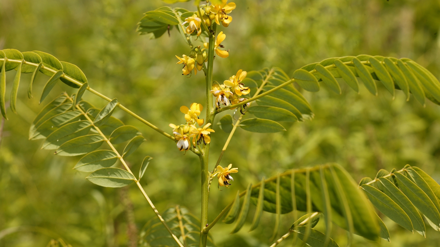 wild senna (Senna hebecarpa)