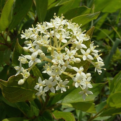 gray dogwood (Cornus racemosa) flowers
