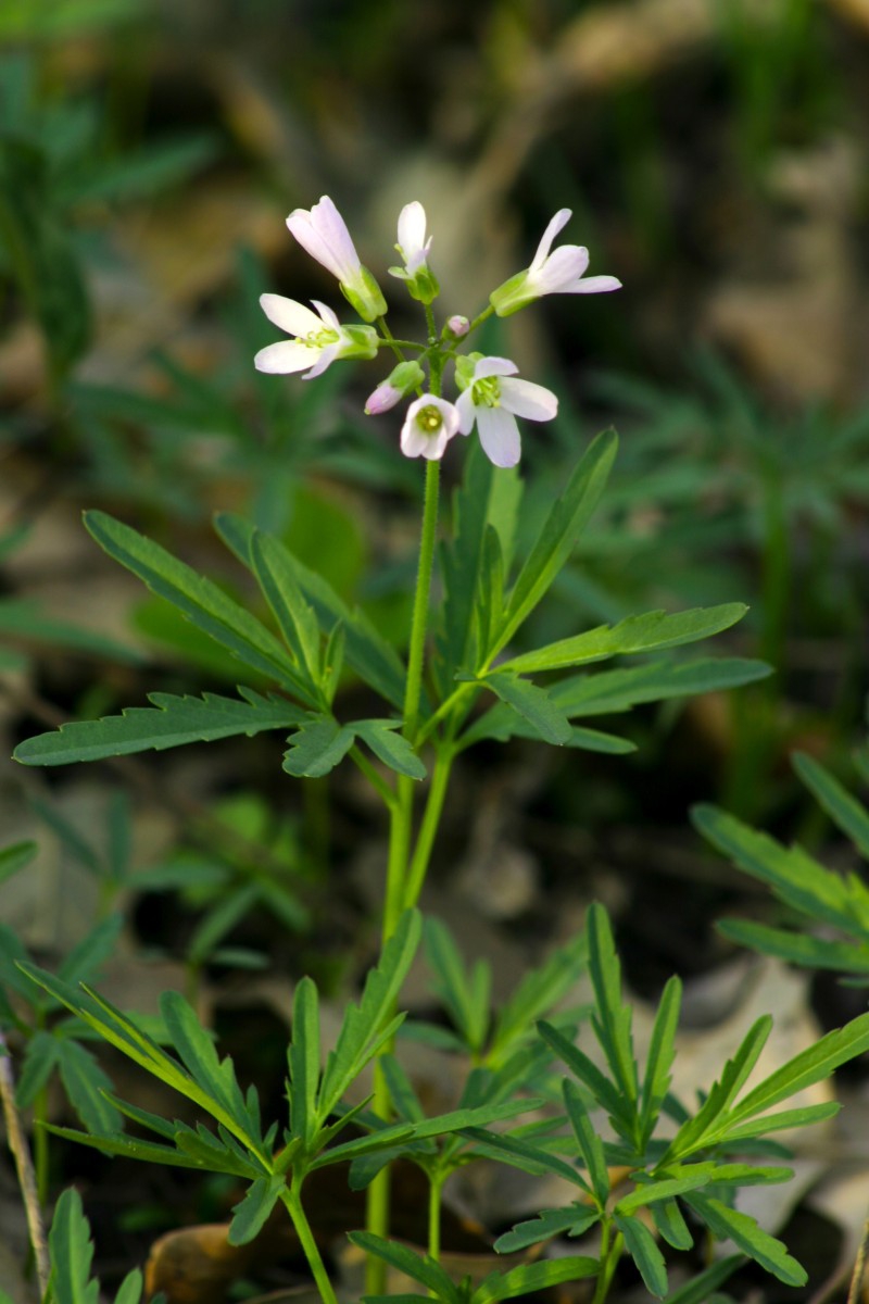 toothwort (Dentaria laciniata) stalk with flowers