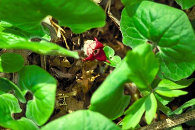 wild ginger (Asarum canadense)