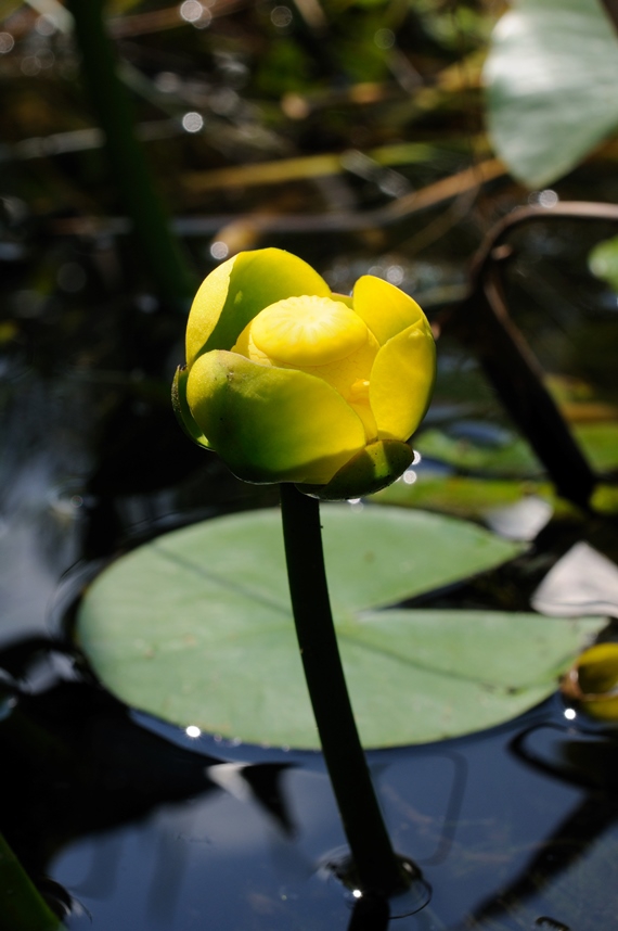 yellow pond lily (Nuphar advena) flower
