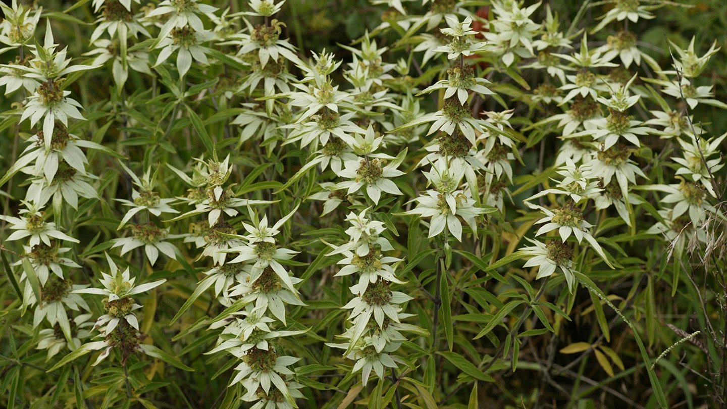 horsemint (Monarda punctata)