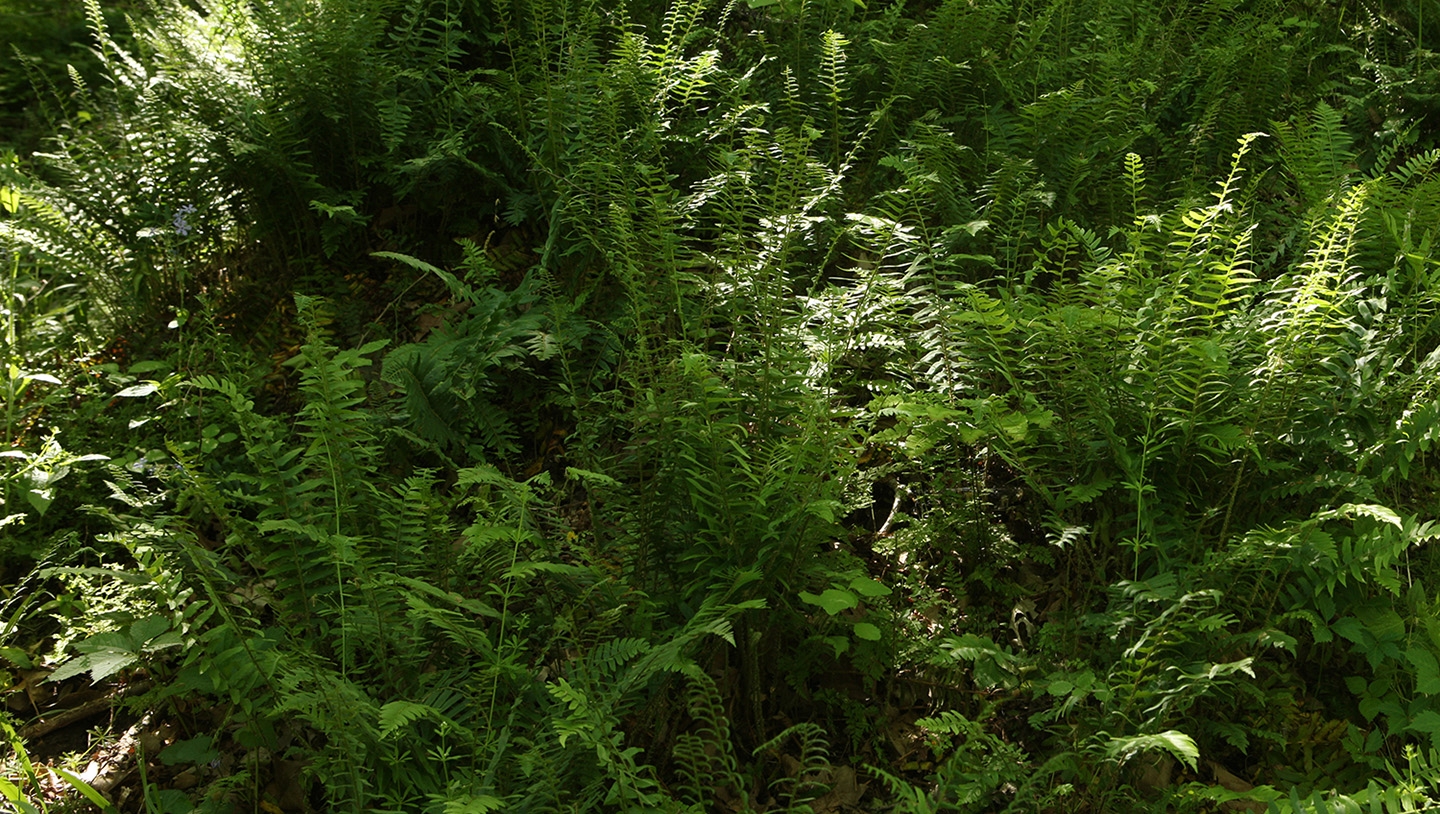 Christmas fern (Polystichum acrostichoides) in snow
