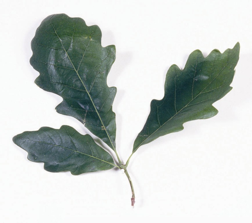 swamp white oak (Quercus bicolor) leaves