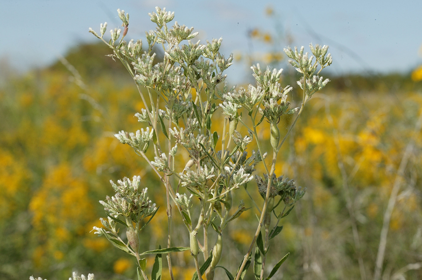 prairie Indian plantain (Arnoglossum plantagineum)