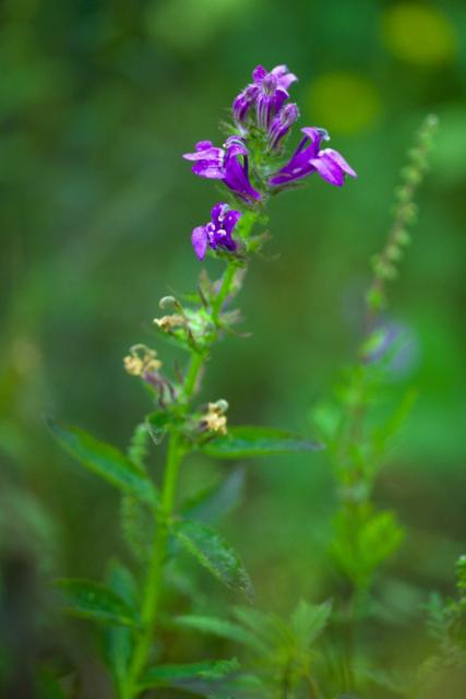spiked lobelia (Lobelia spicata)