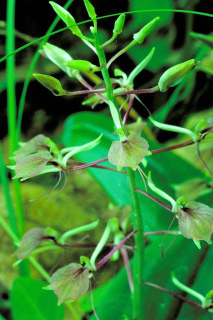 twayblade orchid (Liparis liliifolia)