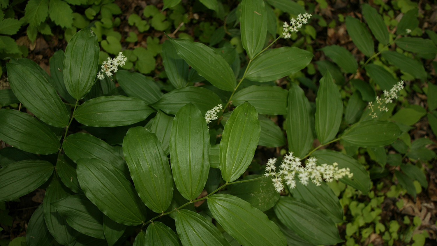false solomon's seal