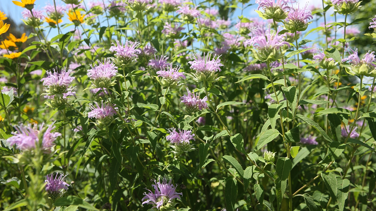 wild bergamot (Monarda fistulosa)