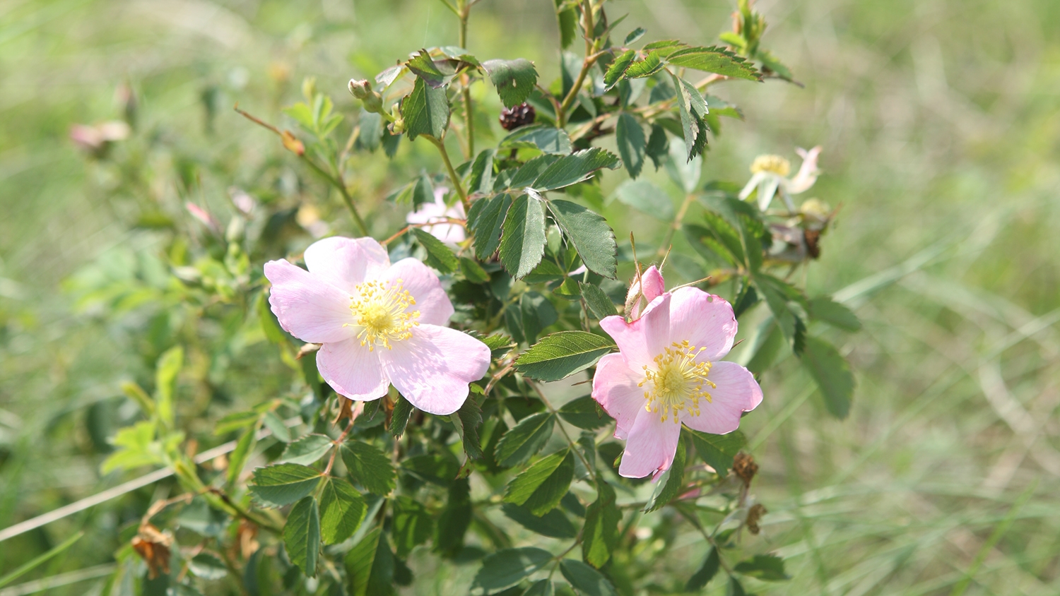 Carolina rose (Rosa carolina) flowers