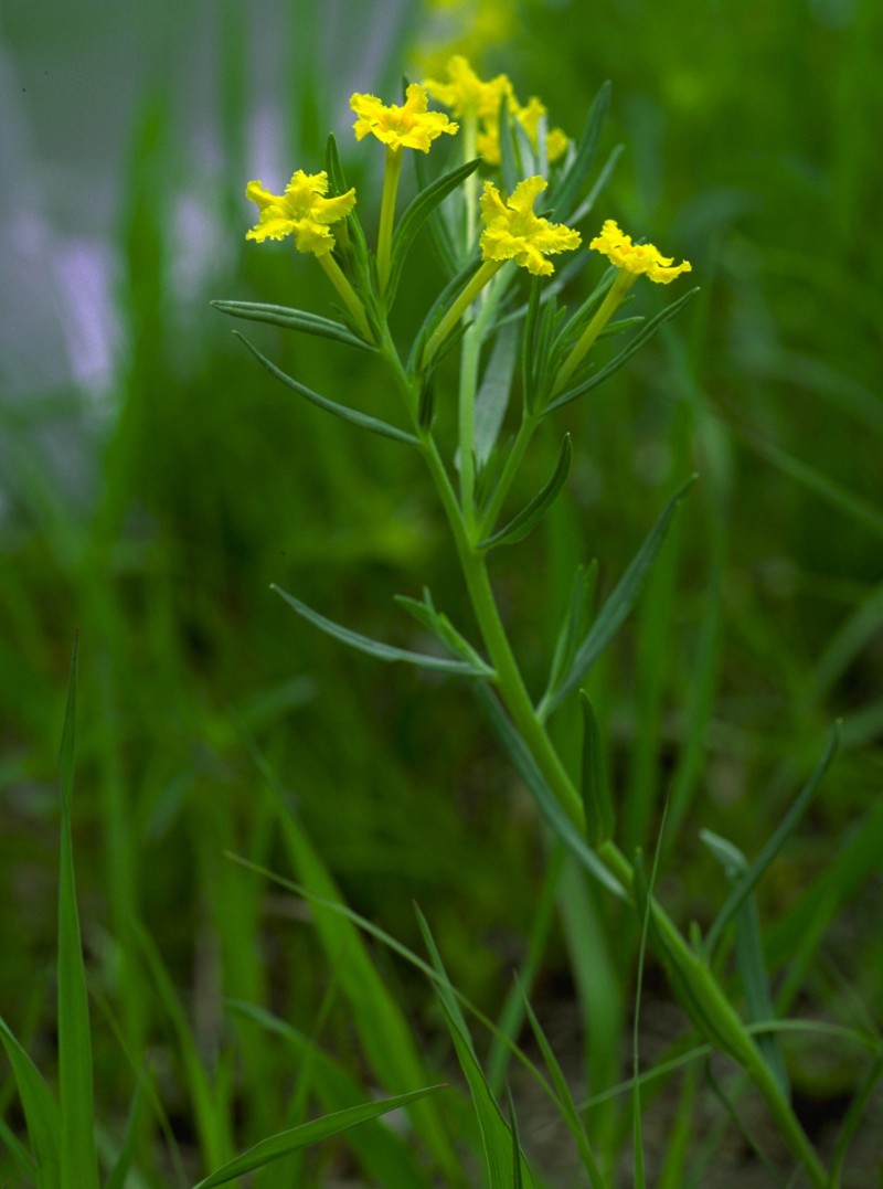yellow puccoon (Lithospermum incisum)