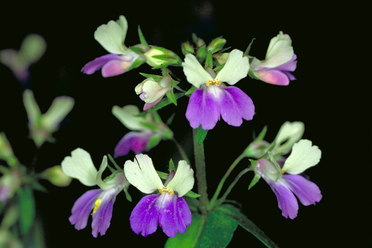 blue-eyed Mary (Collinsia verna) flowers