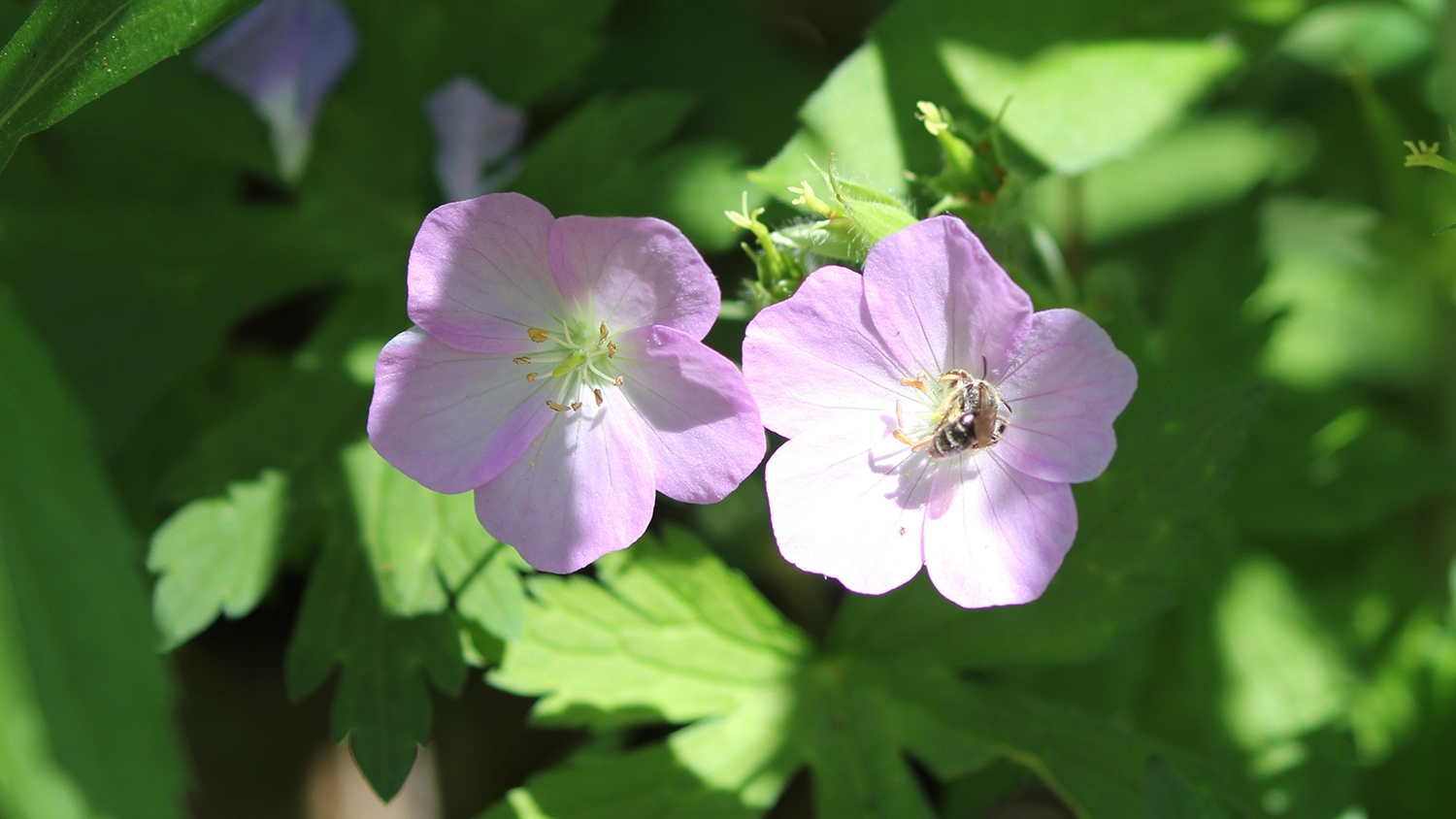 wild geranium (Geranium maculatum)
