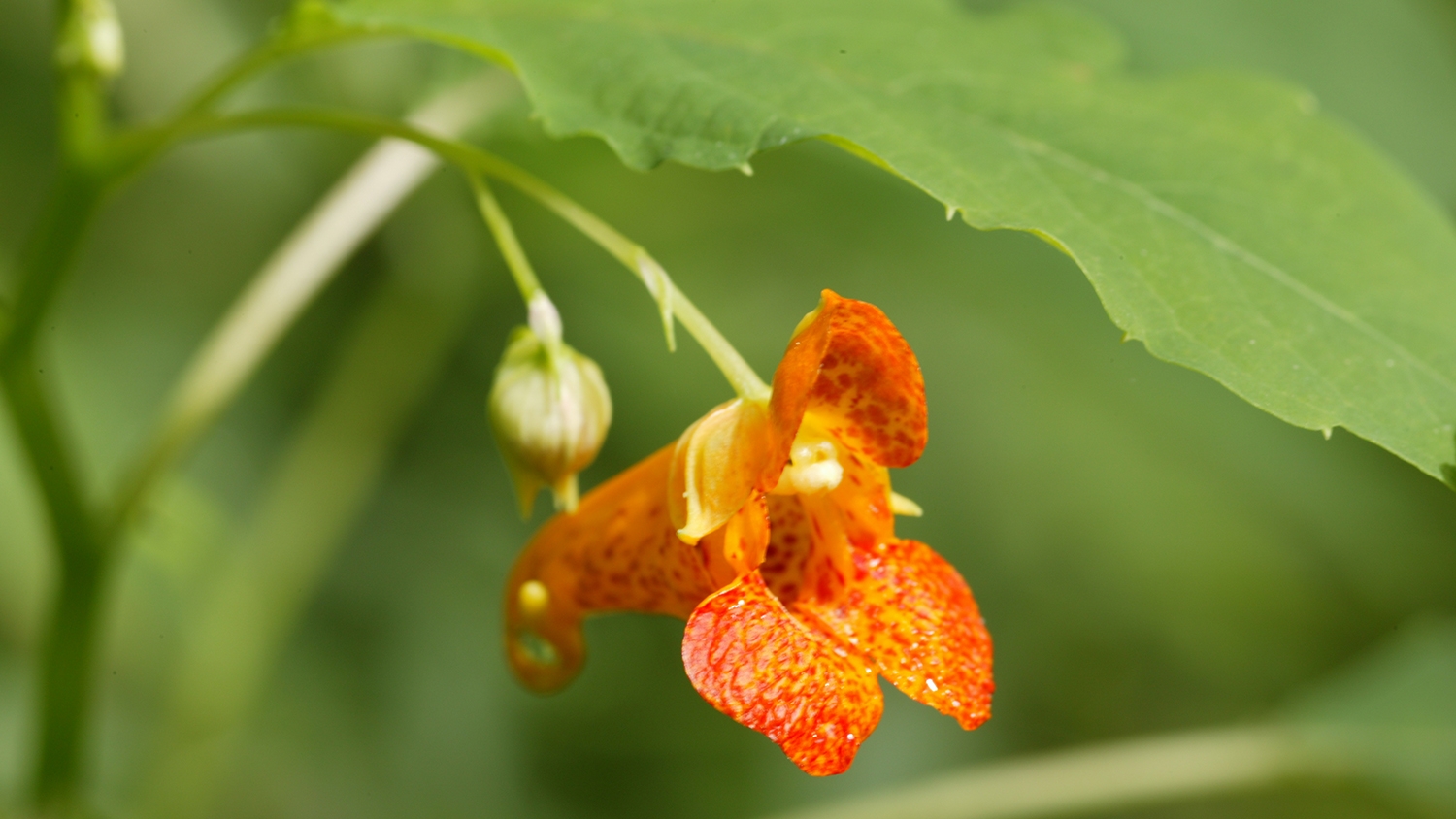 spotted touch-me-not (Impatiens capensis)