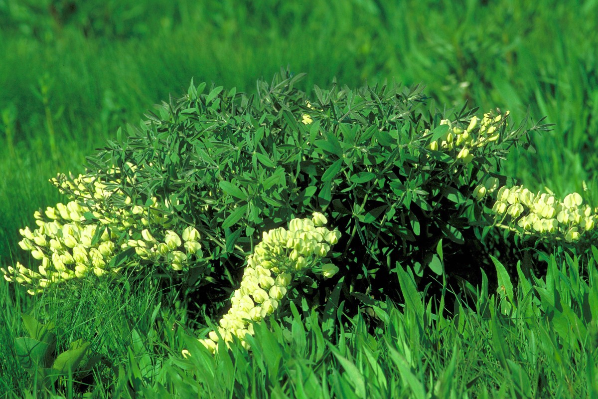 cream wild indigo (Baptisia bracteata) plant