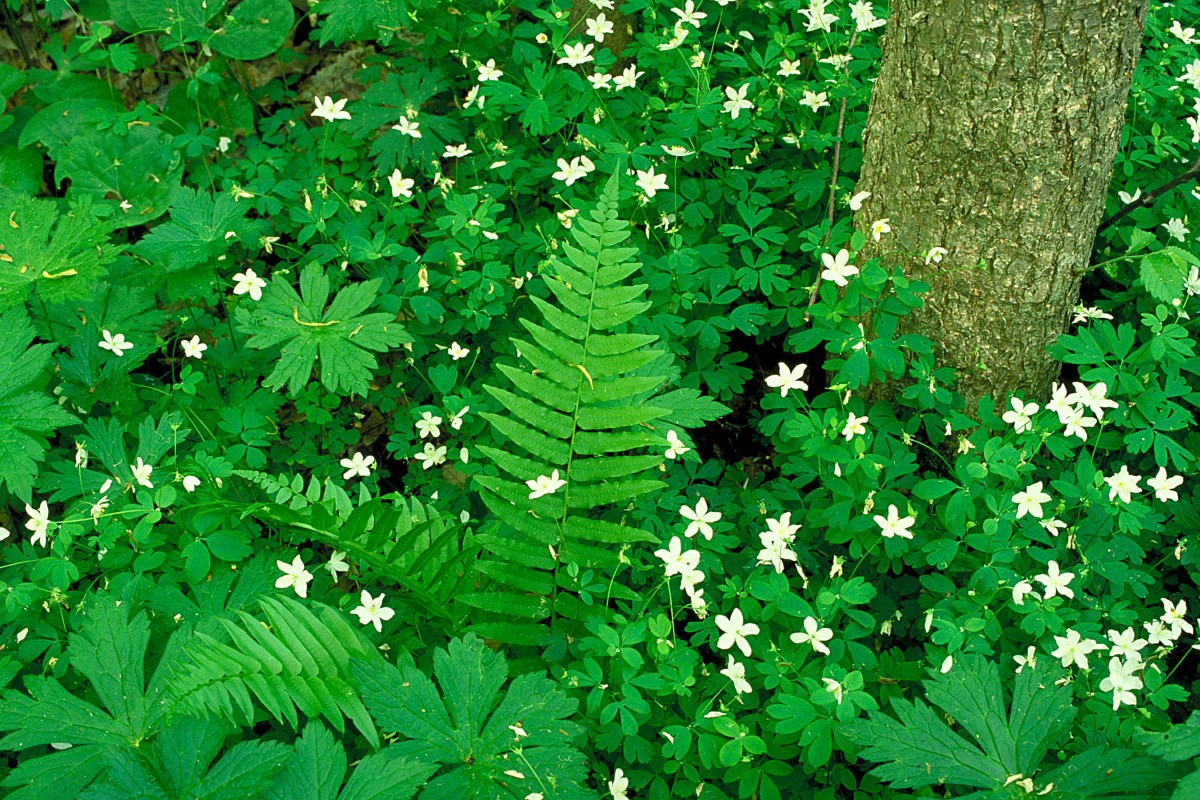 false rue anemone (Enemion biternatum) flowers
