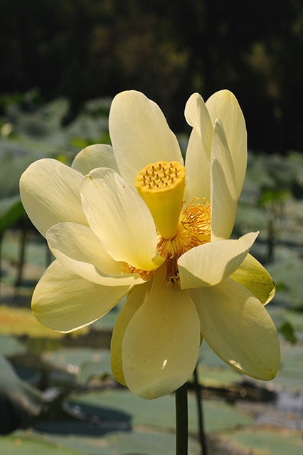 water lotus (Nelumbo lutea) flower