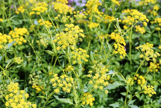 golden Alexanders (Zizia aurea) flowers