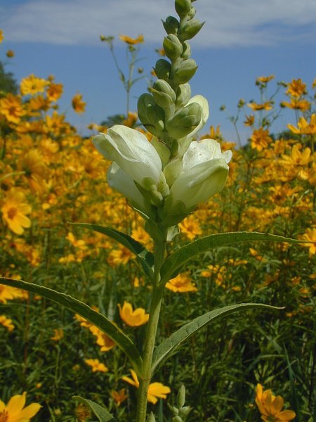 white turtlehead (Chelone glabra) flowers