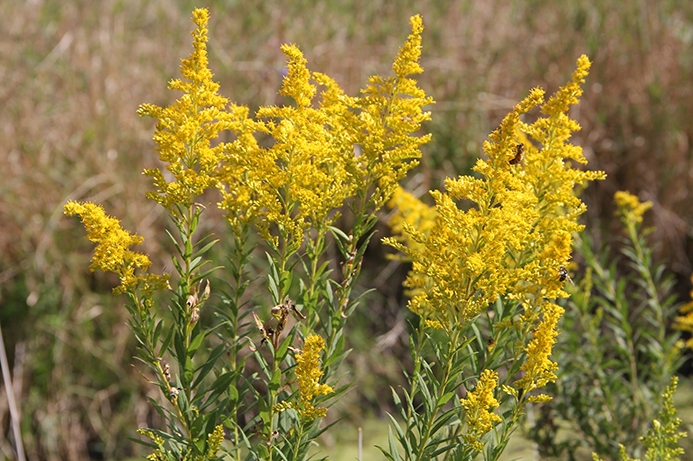 goldenrod (Solidago spp.) flowers