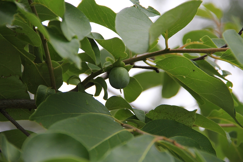 persimmon leaves and fruit
