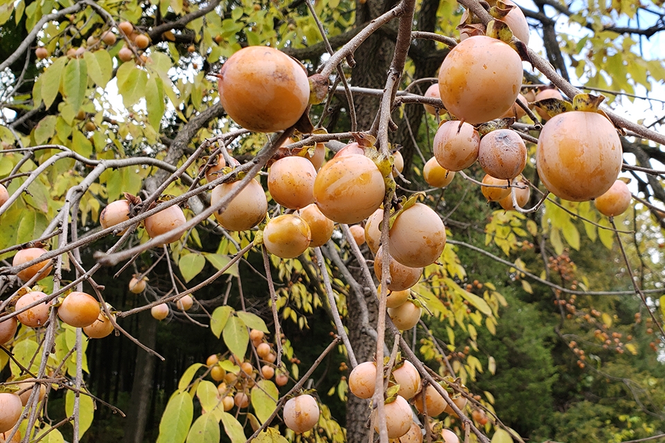 persimmon leaves and fruit