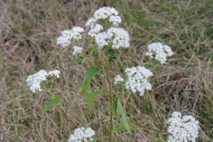 late boneset (Eupatorium serotinum) flowers