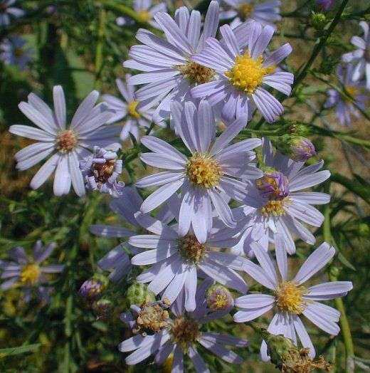 azure aster (Symphyotrichum oolentangiense) flowers