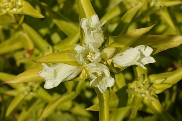 pale gentian, yellow gentian (M)