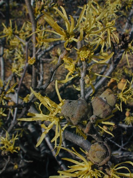 witch hazel (Hamamelis virginiana)