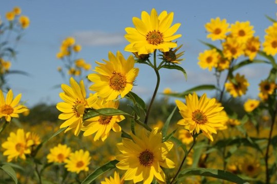 sawtooth sunflower (Helianthus grosseserratus)