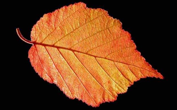 hazelnut (Corylus americana)