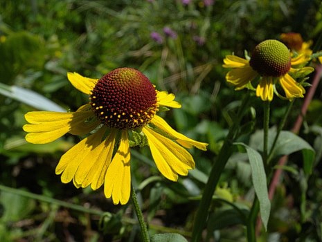 purple sneezeweed (Helenium flexuosum) flowers