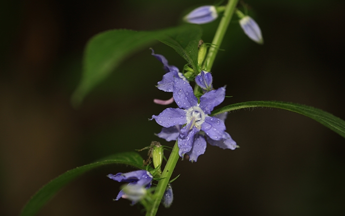 American bellflower (Campanulastrum americanum) flower