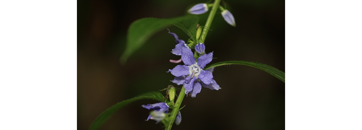 For Your Garden - October 2019