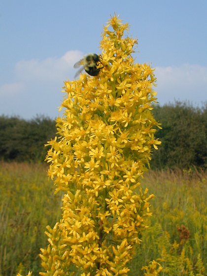 bumble bee on showy goldenrod (Solidago speciosa)