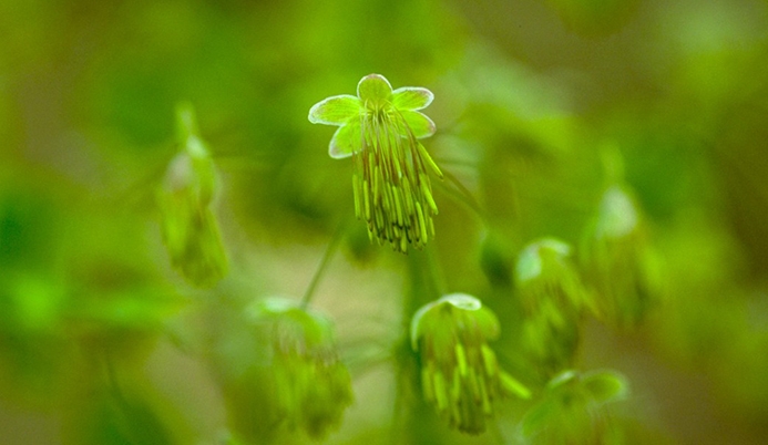 early meadow rue (Thalictrum dioicum)