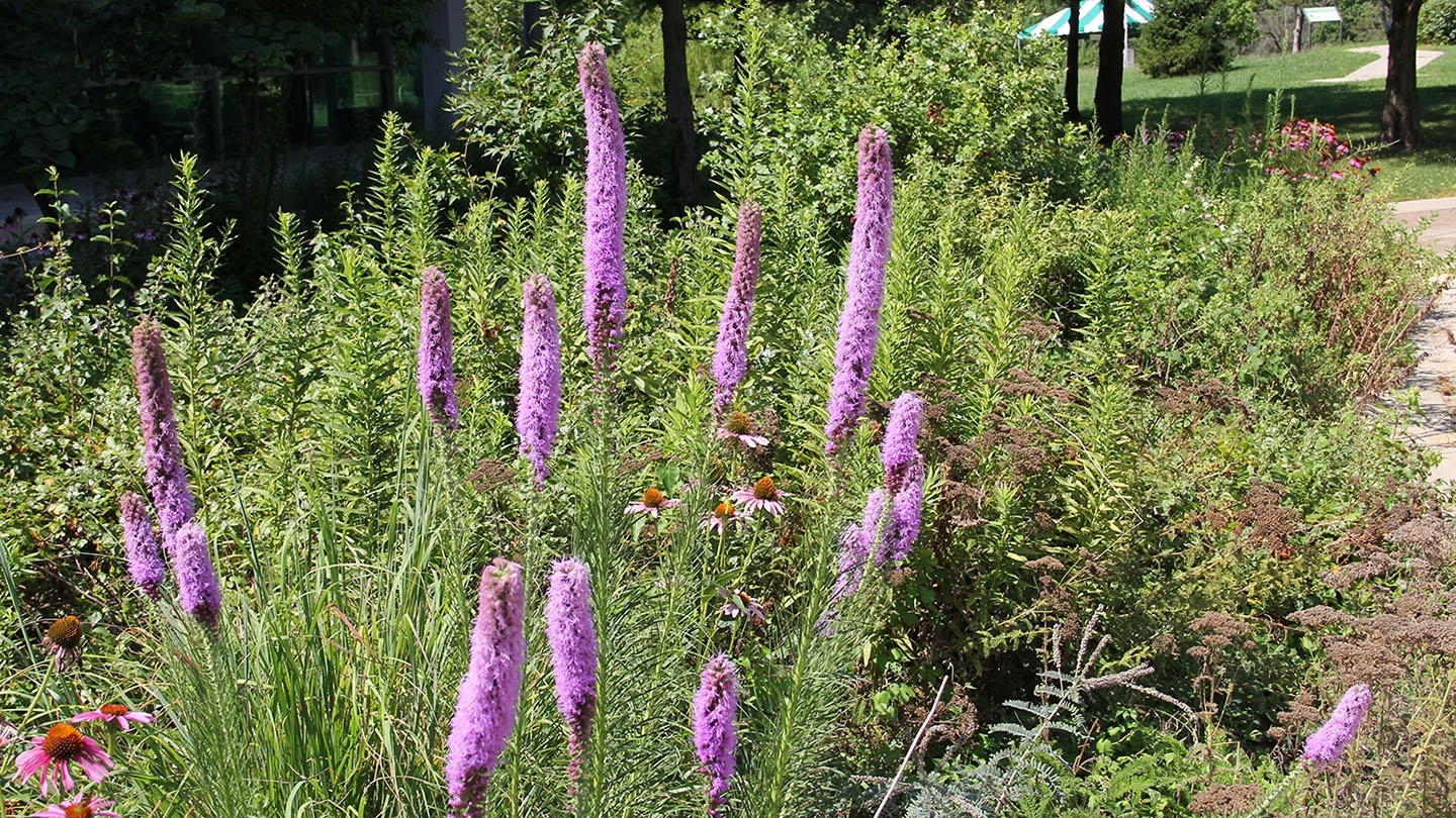 blazing-star (Liatris spp.)