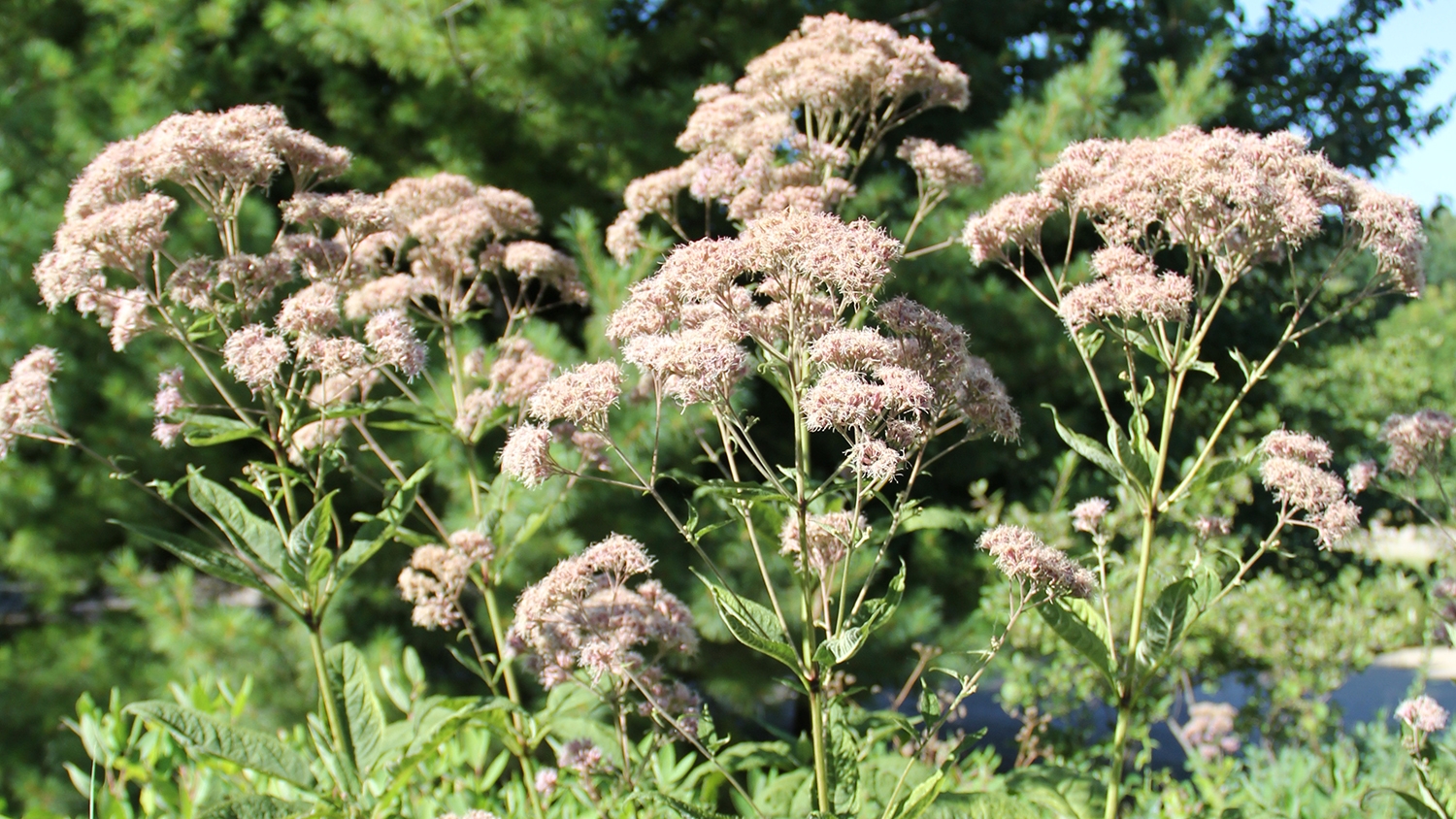 purple Joe-pye-weed (Eutrochium purpureum)