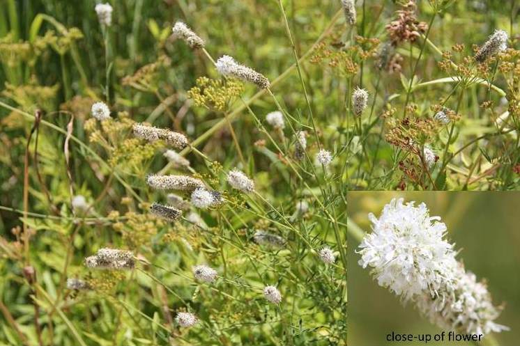 white prairie clover (Dalea candida) with close-up