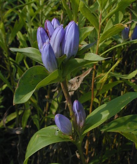 closed gentian (Gentiana andrewsii) flowers