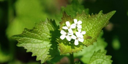 GarlicMustard