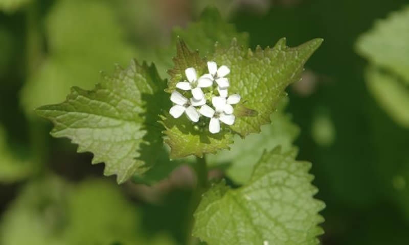 Garlic Mustard